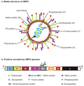 Miniatura para Metapneumovirus humano