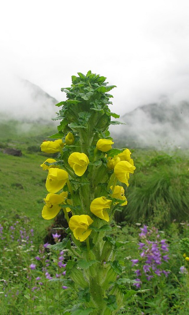 File:Pedicularis_Hofmeisteri_flower_in_the_middle_part_of_Valley_of_Flowers..jpg