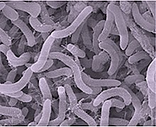 Pelagibacter ubique of the SAR11 clade is the most abundant bacteria in the ocean and plays a major role in the global carbon cycle. Pelagibacter.jpg