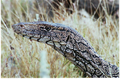 Closeup of a adult perentie in the wild
