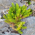 Petrosedum sediforme (?)