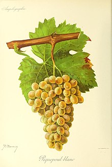 Picpoul.jpg