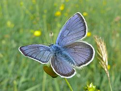 Polyommatus semiargus 03 - male (HS).jpg