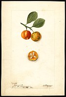 Image of kumquats (scientific name: Fortunella), with this specimen originating in Saint Leo, Pasco County, Florida, United States. (1900)