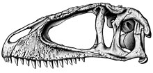 Diagramme d'un crâne gris d'une dinosaure théropode.