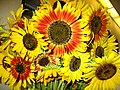 Miniatura para Girasol ornamental