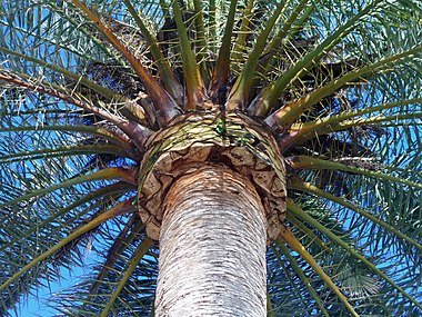 Élimination des débris de feuilles molles du tronc, comme l'un des moyens de lutter contre le charançon rouge du palmier