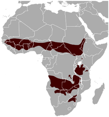 Чалая антилопа Hippotragus equinus distribution map.png