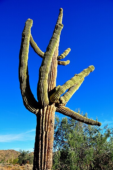 File: SaguaroCactusAZ.JPG