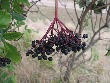 Fruit cluster