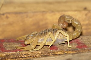 Scorpion, Jaura, Inde.