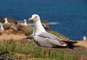 English: An adult seagull (Larus michahellis)