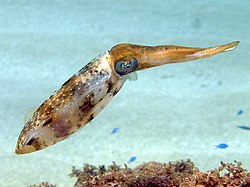Sepioteuthis sepioidea (Caribbean Reef Squid).jpg