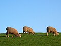 Sheep in the Yorkshire Dales