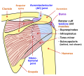Schéma de l'articulation de l'épaule (vue postérieure).