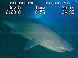 Шестижаберная акула