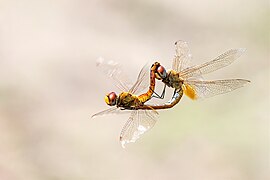 A pair of Globe skimmer or wandering glider (Pantala flavescens) copulating in mid air druing autum season in Shivapuri Nagarjun National Park, Nepal. It was first described by Johan Christian Fabricius in 1798. Photograph: Prasan Shrestha