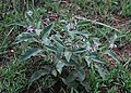 Solanum campylacanthum