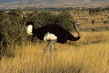 Hannfugl i Lewa Conservancy, Kenya Foto: Christiaan Kooyman