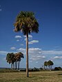 Сабаловая пальма — символ штата Южная Каролина