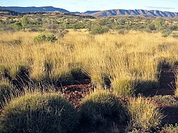 savana Spinifex