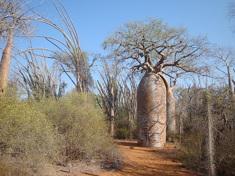 Baobab de Madagacar