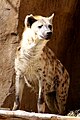 Crocuta crocuta (Spottled Hyena)