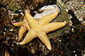 Starfish melb aquarium.jpg