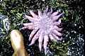 Estrela-do-mar da espécie Pycnopodia helianthoides, um predador de H. kamtschatkana no Canadá.[14]