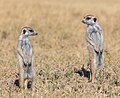 1. Szurikátapár (Suricata suricatta) (Makgadikgadi Pans Nemzeti Park, Botswana) (javítás)/(csere)