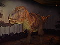 Tyrannosaurus at NHM 1