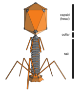 Tailed phage.png