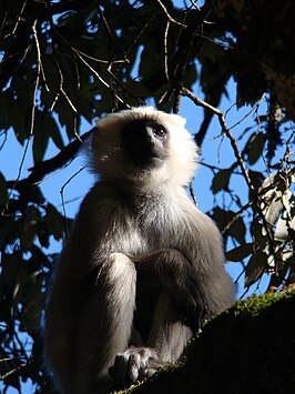 Semnopithecus hector