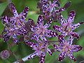 Tricyrtis hirta