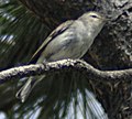 male Warbling Vireo, ditto