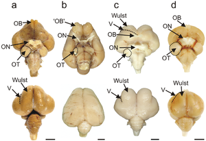 Brains of an emu, a kiwi, a barn owl, and a pigeon, with visual processing areas labelled Visual processing areas of the brains of four species of birds.png