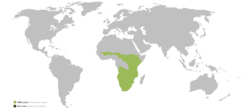 Distribution of lions in Africa
