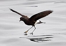 Штормовой буревестник Уилсона (Oceanites oceanicus) перепончатые лапы Oct 2011 Karnataka Pelagic Udupi.jpg