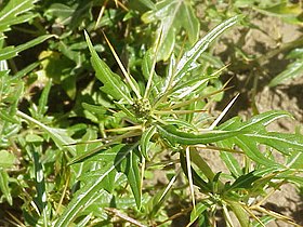 Xanthium spinosum