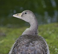 Détail de la tête.