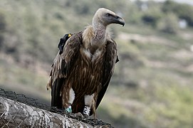 Griffon vulture