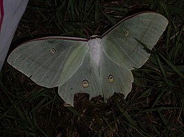 Actias gnoma