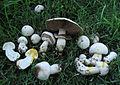 Agaricus pseudopratensis