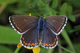 Lysandra bellargus, самка.