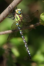 Vignette pour Aeshnidae