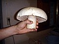 Agaricus campestris o Champiñon Silvestre