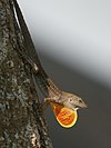 Anolis sagrei sagrei (отображается) .jpg