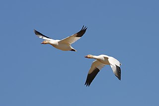 Dvě bílé husy s černými konci křídel letící na modré obloze