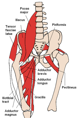Большая поясничная мышца обозначена как Psoas major