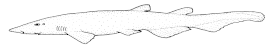 Длиннорылая чёрная кошачья акула